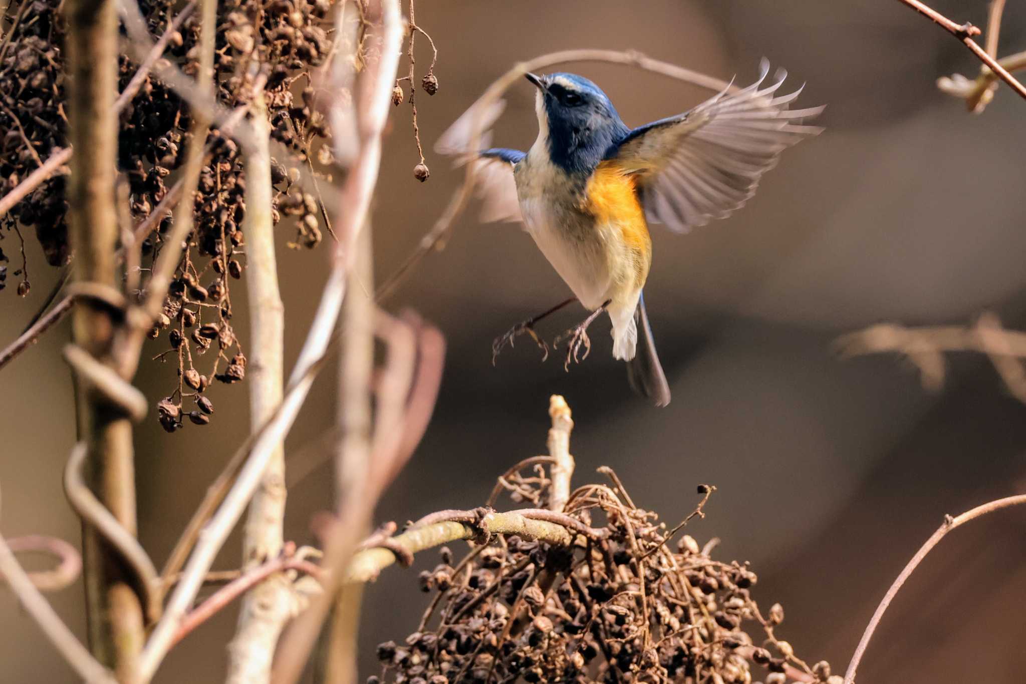 Photo of Red-flanked Bluetail at 兵庫県立ゆめさきの森公園 by トビトチヌ