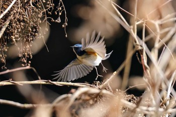 Red-flanked Bluetail 兵庫県立ゆめさきの森公園 Sun, 2/11/2024