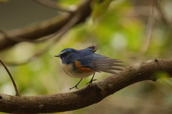 Red-flanked Bluetail 兵庫県立ゆめさきの森公園 Sun, 2/11/2024