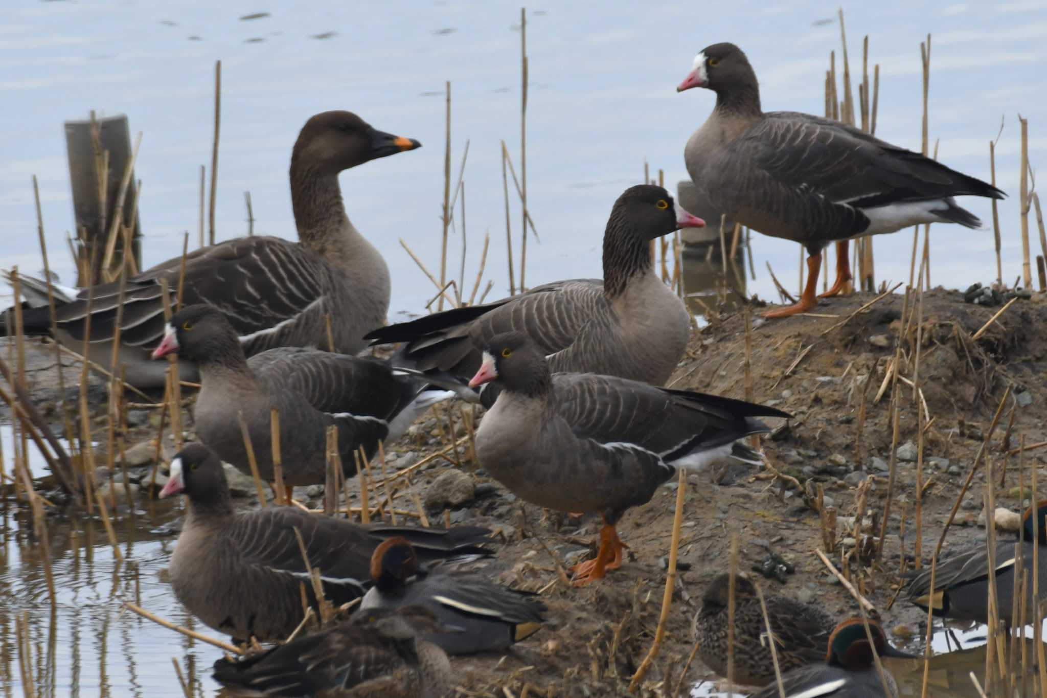 Photo of Lesser White-fronted Goose at 加賀市鴨池観察館 by 岸岡智也