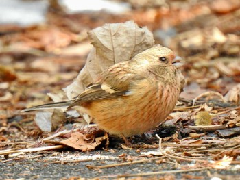 Siberian Long-tailed Rosefinch Hayatogawa Forest Road Sun, 2/11/2024