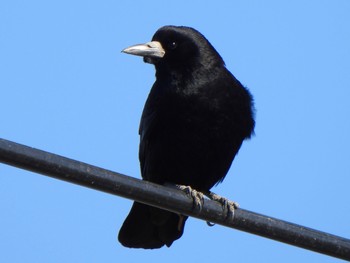 Sun, 2/11/2024 Birding report at 多々良沼