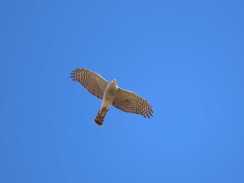 2024年2月10日(土) 伊豆沼の野鳥観察記録