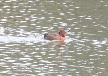 2024年2月11日(日) 新池(各務ヶ原市)の野鳥観察記録