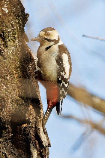 Great Spotted Woodpecker 各務野自然遺産の森 Tue, 1/30/2024