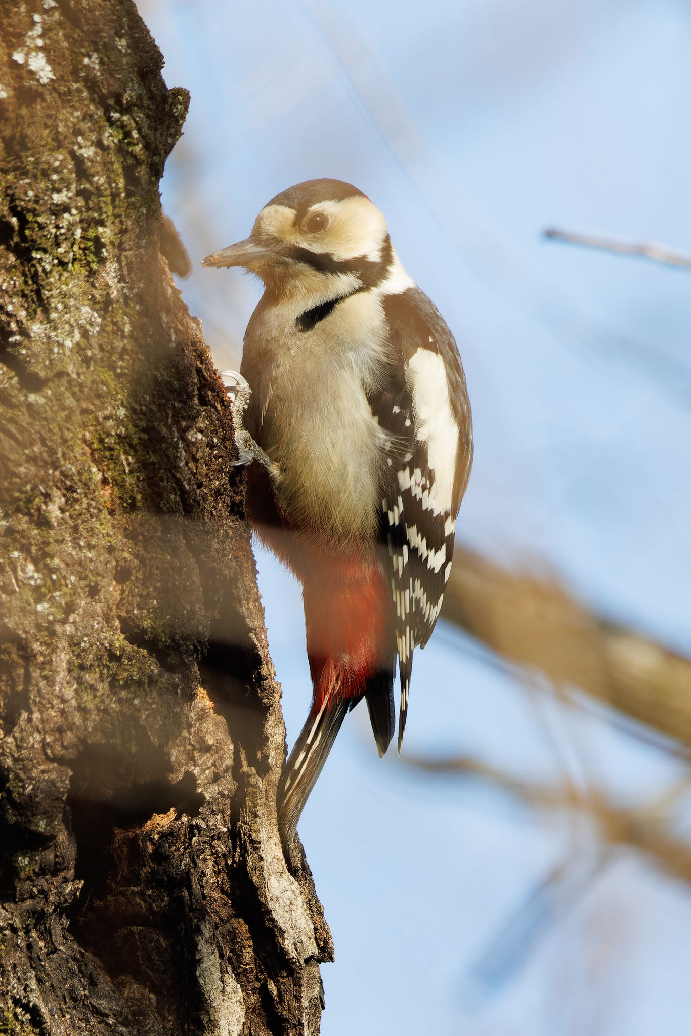 Photo of Great Spotted Woodpecker at 各務野自然遺産の森 by アカウント5104