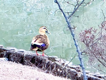 Eastern Spot-billed Duck 三溪園 Sun, 2/11/2024