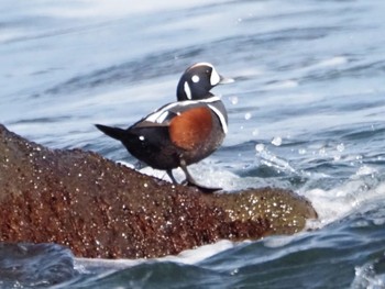 Harlequin Duck 平磯海岸 Sat, 2/10/2024