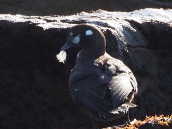 Harlequin Duck 平磯海岸 Sat, 2/10/2024