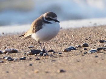 Kentish Plover 大洗海岸 Sat, 2/10/2024