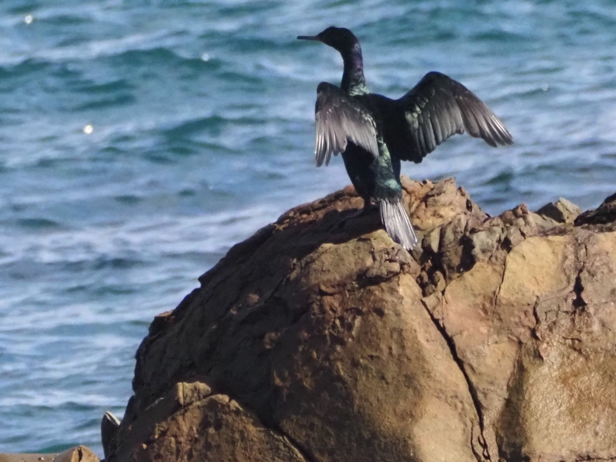 Photo of Pelagic Cormorant at 平磯海岸 by ほーちゃん