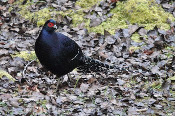 Mikado Pheasant 阿里山国家森林遊楽区 Thu, 1/25/2024