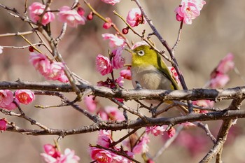 メジロ 野川公園 2024年2月10日(土)