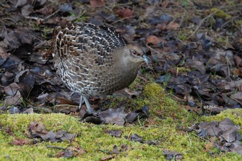 Mikado Pheasant 阿里山国家森林遊楽区 Thu, 1/25/2024