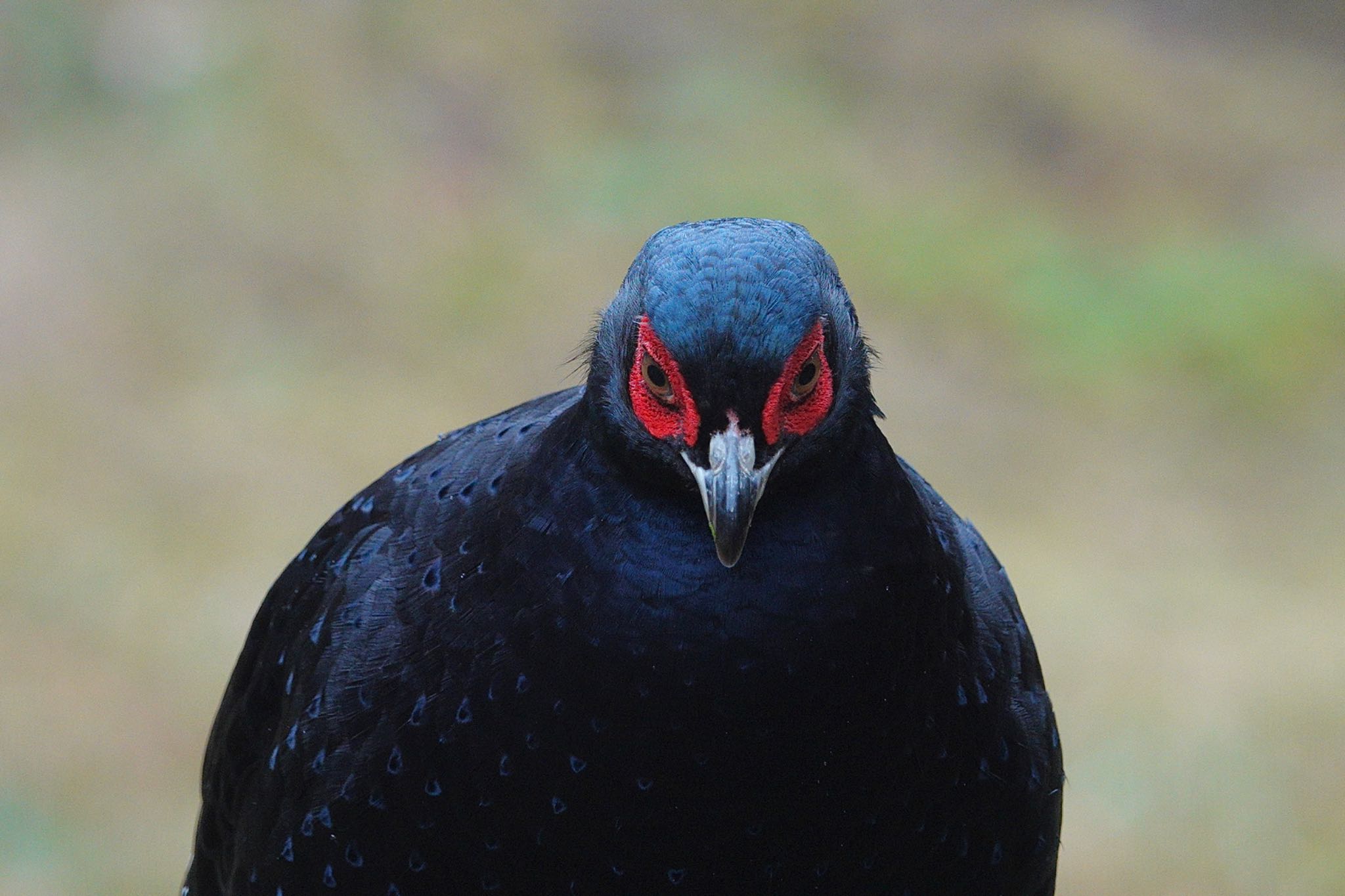 Mikado Pheasant