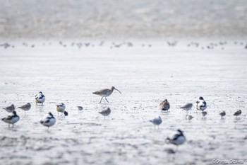 Eurasian Curlew Daijugarami Higashiyoka Coast Sun, 2/11/2024