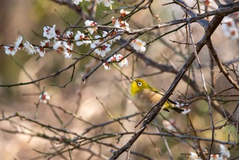 Warbling White-eye 多摩川 Sun, 2/11/2024