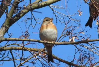 Brambling 仙川平和公園(三鷹市) Wed, 2/7/2024