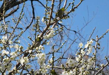 メジロ 岩本山公園 2024年2月11日(日)