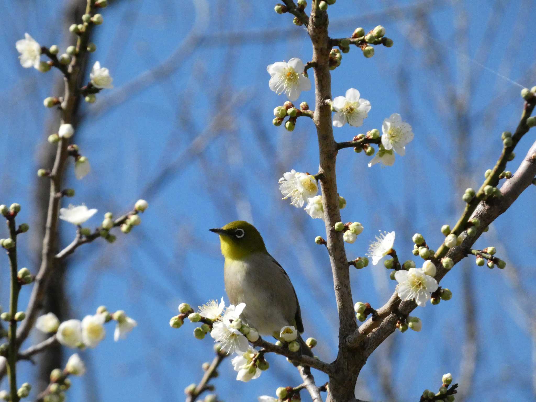 Photo of Warbling White-eye at 岩本山公園 by koshi