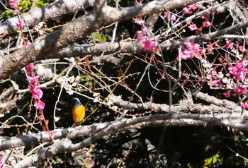 ジョウビタキ 岩本山公園 2024年2月11日(日)