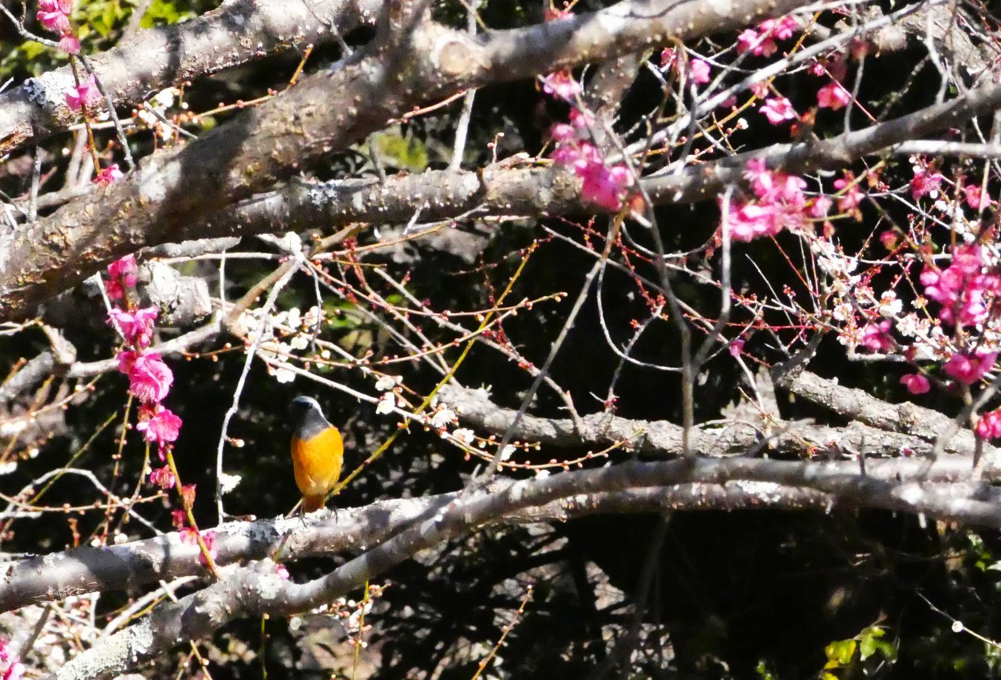 Daurian Redstart