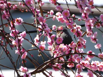 ヒヨドリ 裾野 2024年2月10日(土)