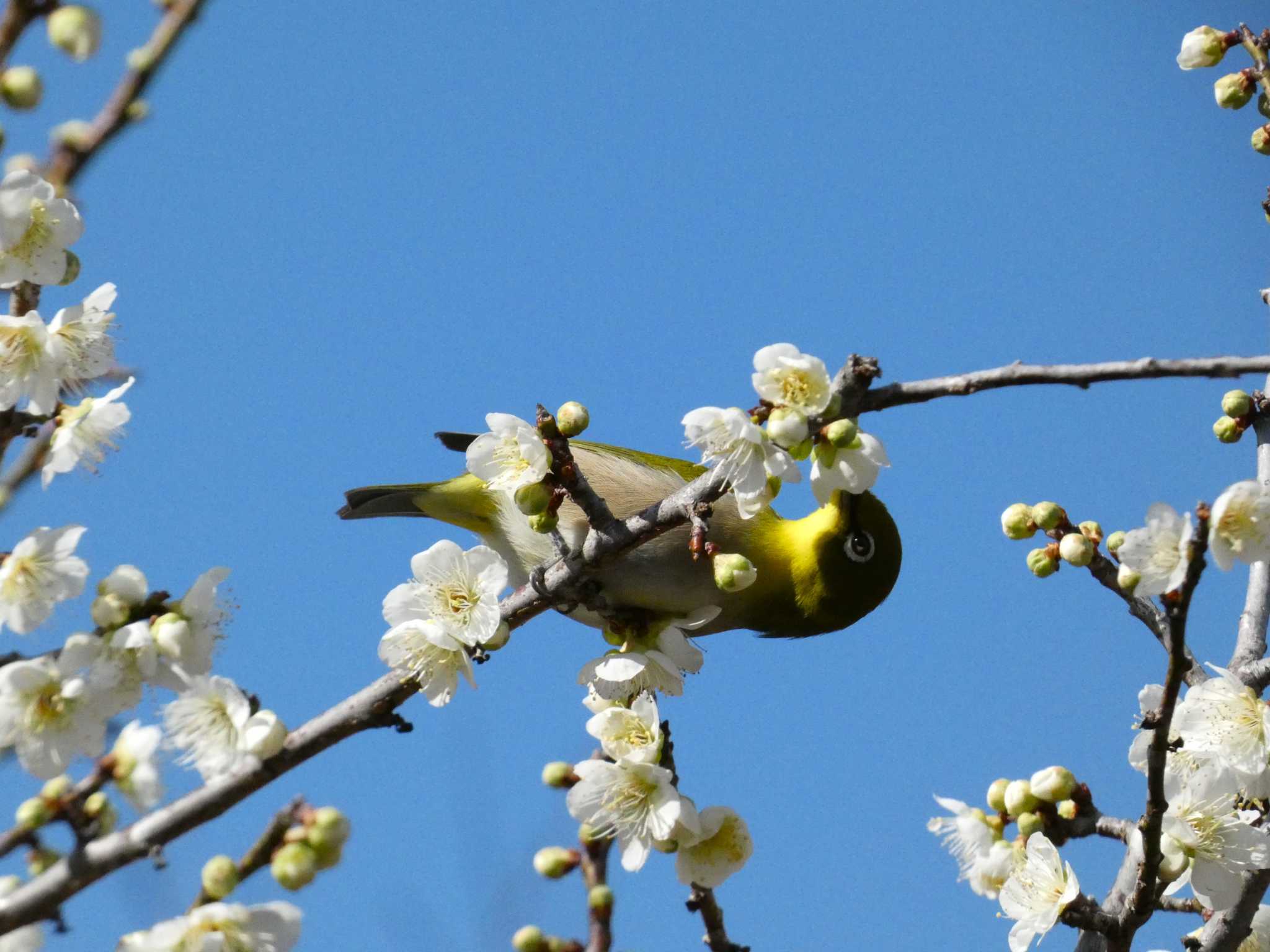 Photo of Warbling White-eye at 岩本山公園 by koshi