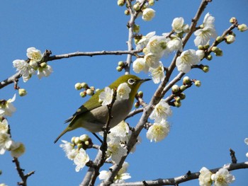 メジロ 岩本山公園 2024年2月11日(日)