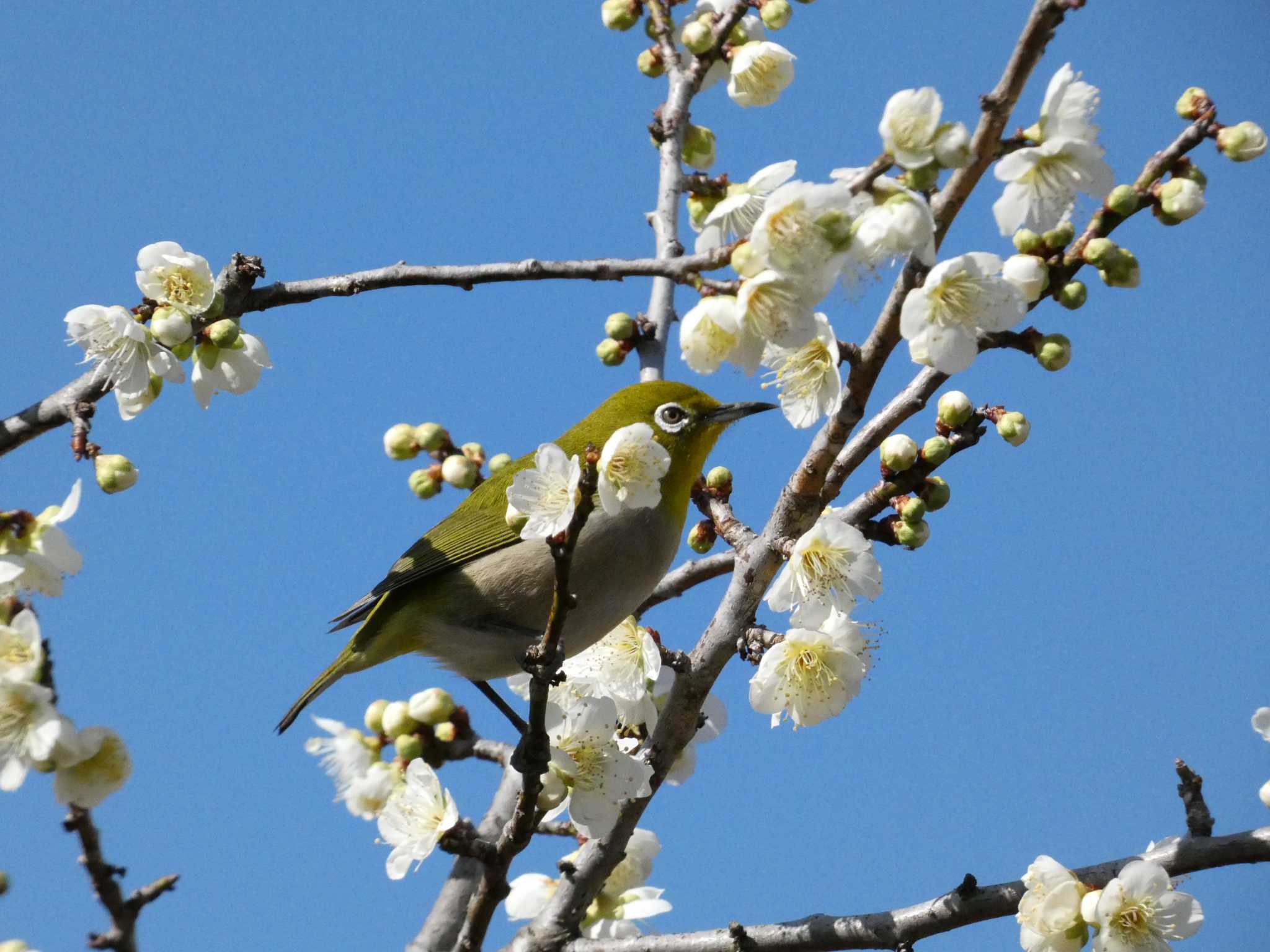 Photo of Warbling White-eye at 岩本山公園 by koshi