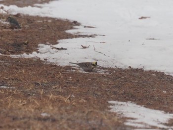 2024年2月11日(日) 佐久市の野鳥観察記録