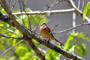 Thu, 4/19/2018 Birding report at 加木屋緑地