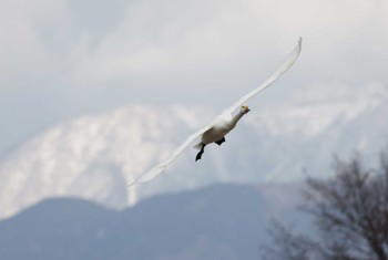 Tundra Swan 滋賀県湖北 Sat, 2/10/2024