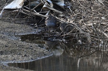 Common Snipe 香川県 Sun, 2/11/2024