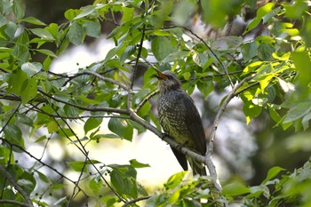 ヒヨドリ 加木屋緑地 2018年4月19日(木)