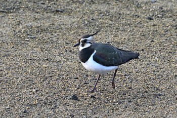 Northern Lapwing 香川県 Unknown Date