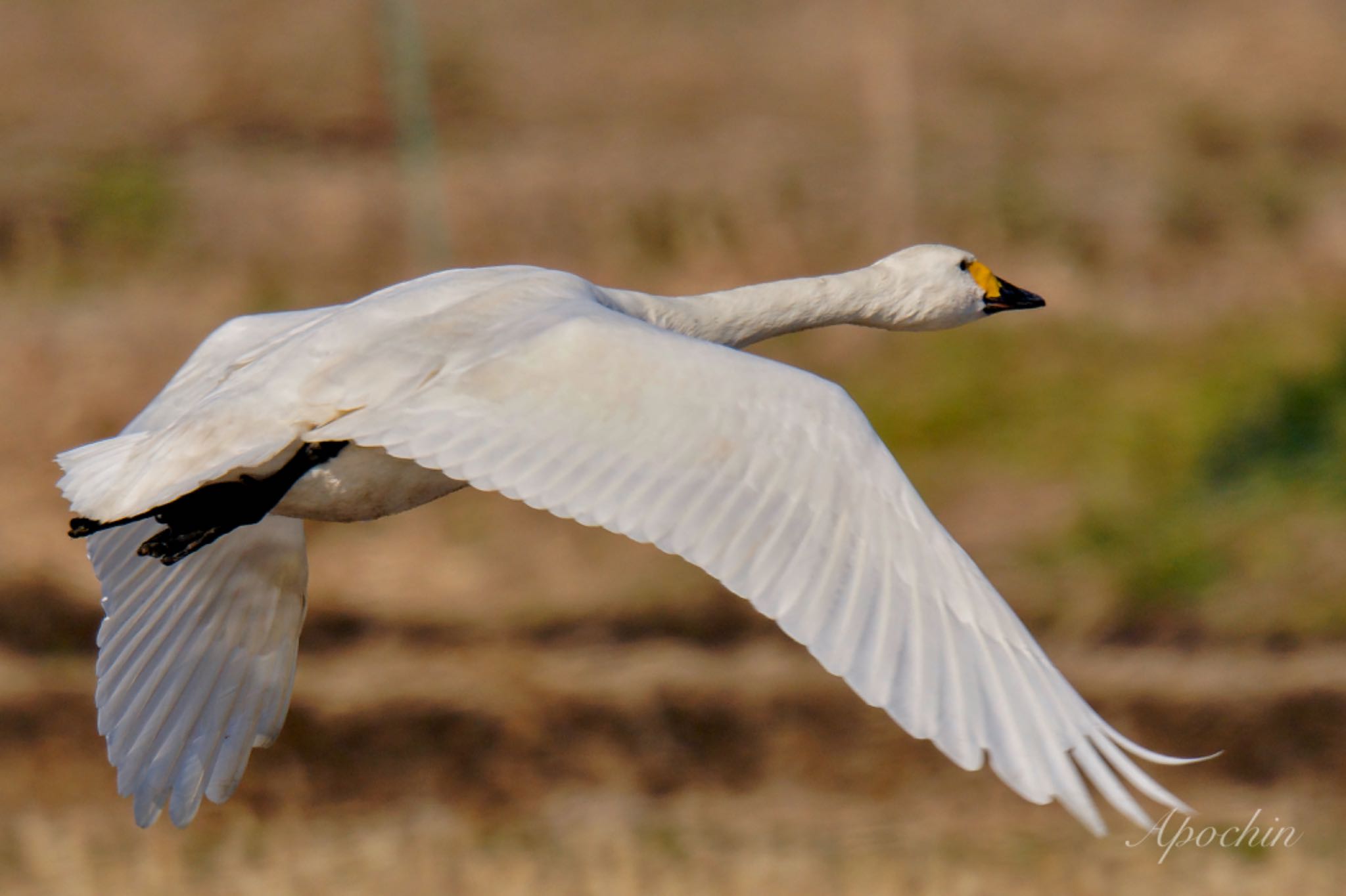 Photo of Tundra Swan at 夏目の堰 (八丁堰) by アポちん