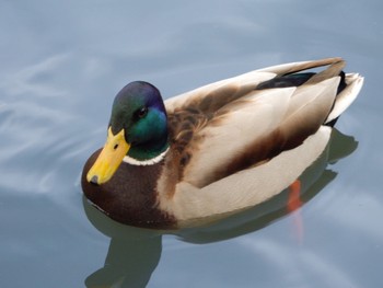 Mallard 三溪園 Sun, 2/11/2024