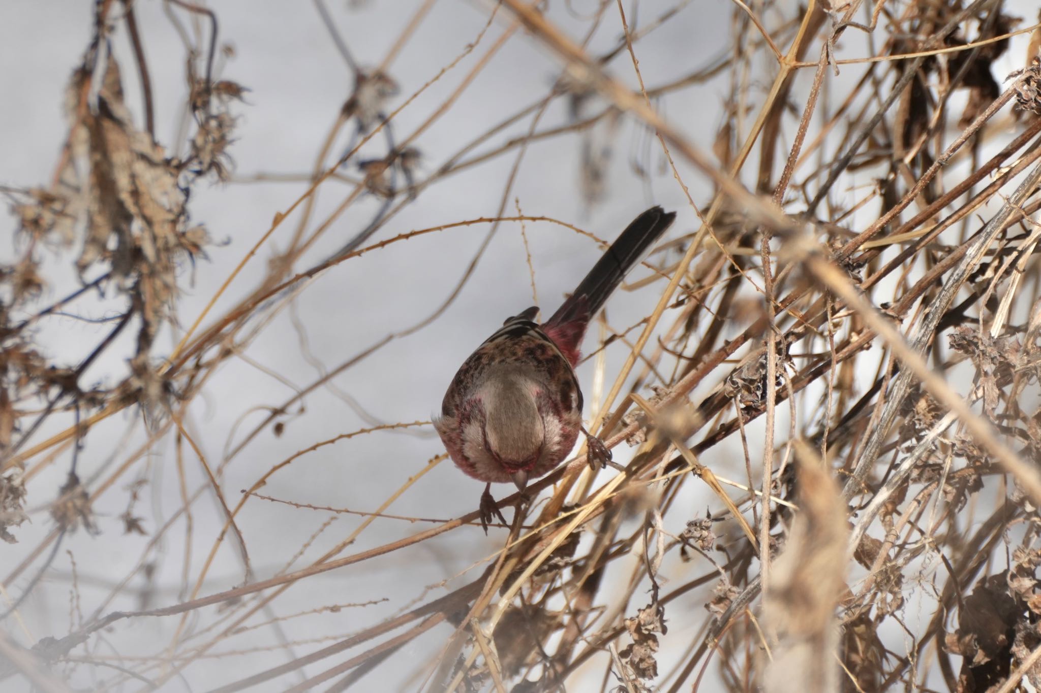 Siberian Long-tailed Rosefinch