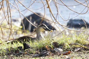 Eastern Spot-billed Duck 江津湖 Tue, 2/6/2024