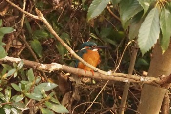 Common Kingfisher 八景水谷公園 Sun, 2/11/2024