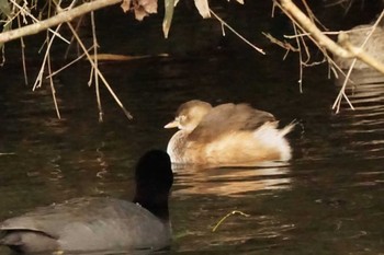 Little Grebe 八景水谷 Sun, 2/11/2024