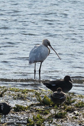 Eurasian Spoonbill 江津湖 Sat, 2/10/2024