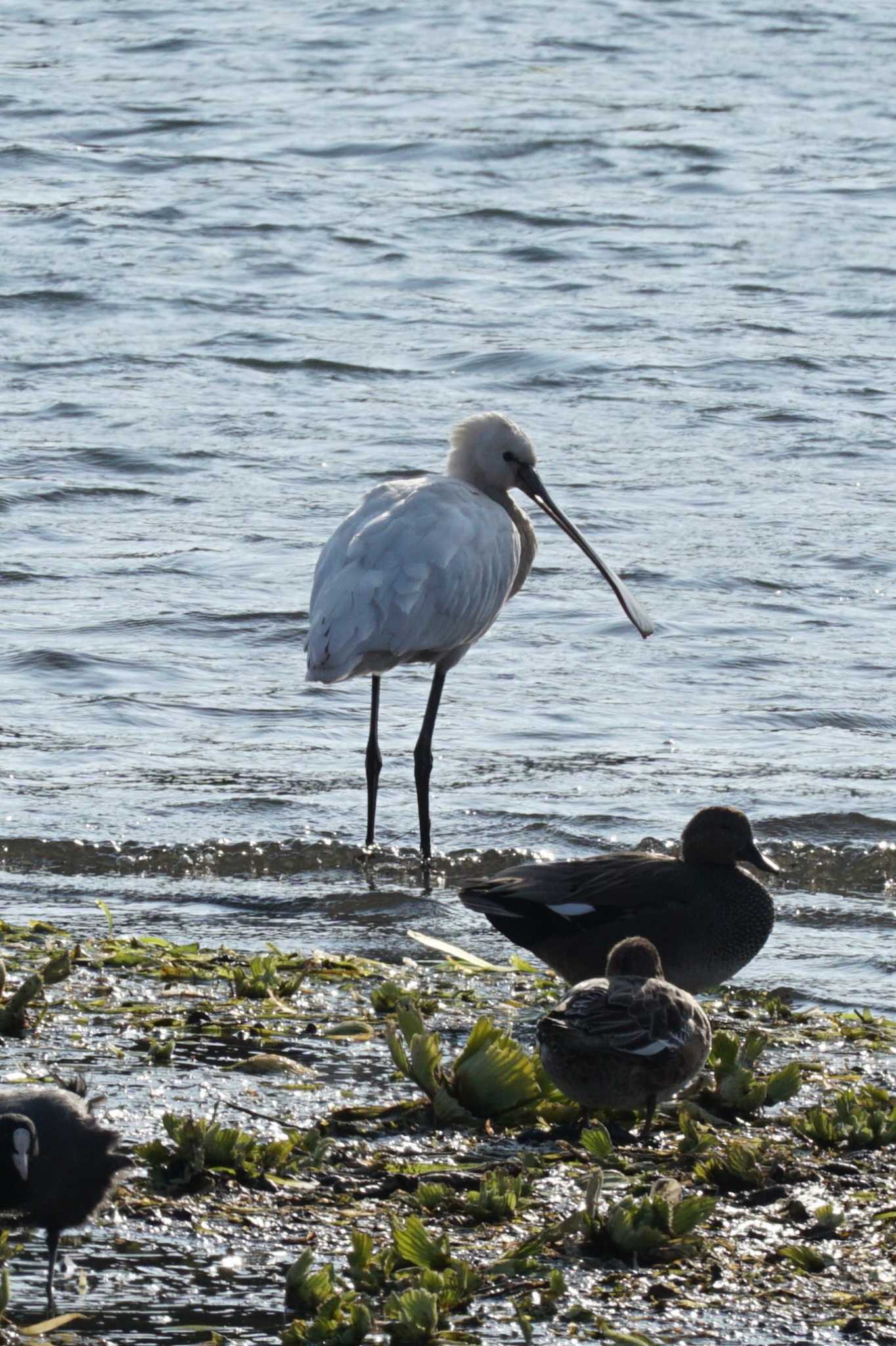 Photo of Eurasian Spoonbill at 江津湖 by Joh