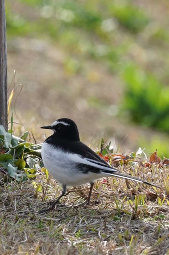 Japanese Wagtail 江津湖 Fri, 2/9/2024