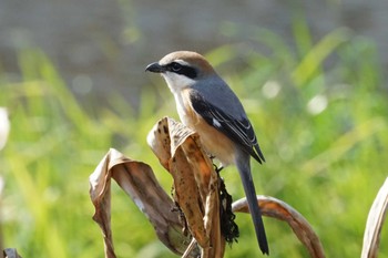 Bull-headed Shrike 江津湖 Fri, 2/9/2024