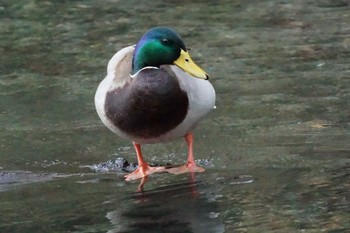 マガモ 江津湖 2024年2月6日(火)