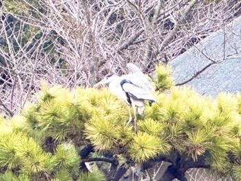 Grey Heron 三溪園 Sun, 2/11/2024