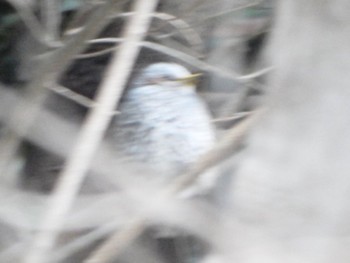 Brown-eared Bulbul 三溪園 Sun, 2/11/2024