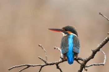 Common Kingfisher 奈良市 Sat, 2/3/2024